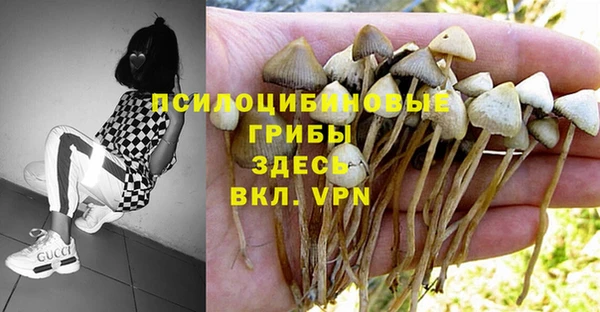 стаф Корсаков