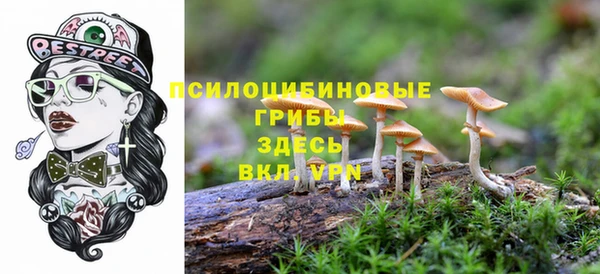 стаф Корсаков